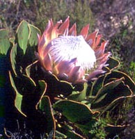 National Flower King Protea