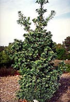 Real Yellowwood